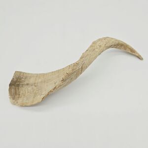 Real Raw Angora Goat Horn 10.5" Sun Bleached Rough